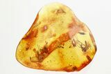 Fossil Wasps, Gnats, Woodlouse, Moth Fly & Ant in Baltic Amber #362673-4